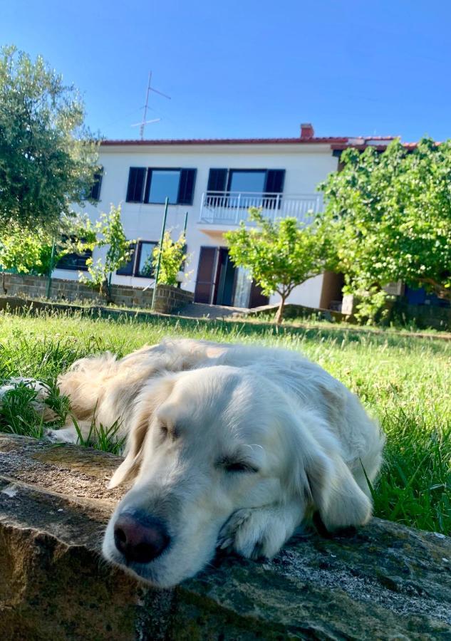 Olea Mar Apartma Pobegi Dış mekan fotoğraf